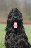 BRIARD 254